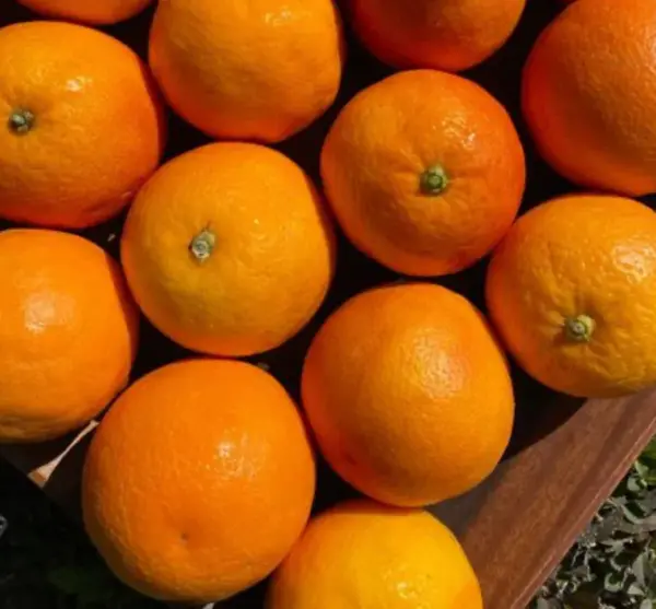 Oranges 1kg